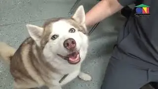 OCTEC Animal Science Recruitment Video