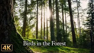 10 Hours of Forest and Bird Sounds for Sleep, Focus & Relaxation