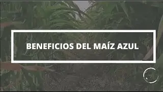 Beneficios del ma&iacute;z azul
