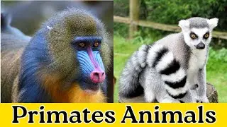 Learn 20 Primates Name in English with pictures and interesting facts! 🐒🦍