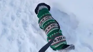 Прогулка с Тошей 👋🫶🥰