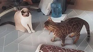 Bengal vs Siamese cats! Playing?!?