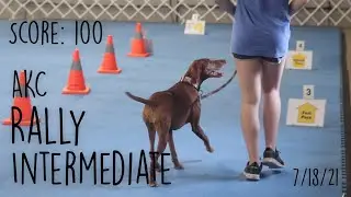 AKC Rally Intermediate: Score 100 & 1st Place 7/18/21 - Jersey the Vizsla