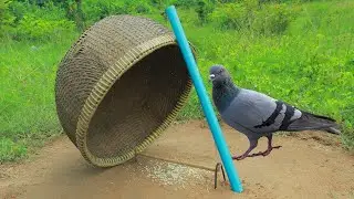 Easy Catch Pigeon Bird By Basket And PVC Pipe - DIY Quick Bird Trap