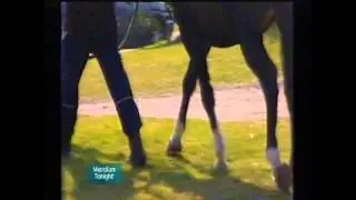 Thoroughbred  Genetics  Speed Gene ITV TELEVISION