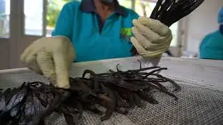 Vanilla Beans Grading is important process in Vanilla Production