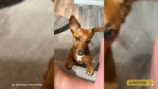 Compilation: The Best Tail Wags Ever 🐕&zwj;🦺