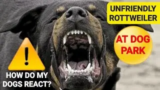 Unfriendly Rottweiler Goes After My Dogs at Dog Park!! - How Do They React?