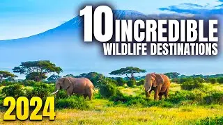 Top 10 Best Wildlife Destinations in The World Spotting 2023