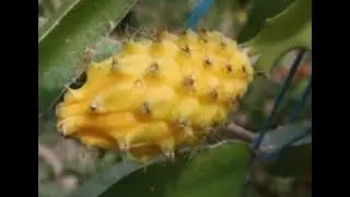 SWEET AND AMAZING ECUADOR PALORA DRAGON FRUIT (2)