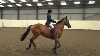 Showjumping Topthorn 1st place