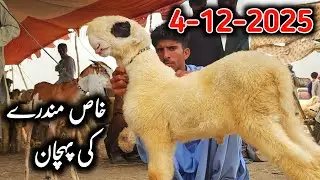 DG Khan Complete Mundra Mandi Tour | Fresh Rates Aur Full Market View Today || Mundra goat farm 