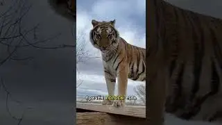 Тигр: тайна полос #животные