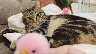 ぴよぴよで遊ぶころたん