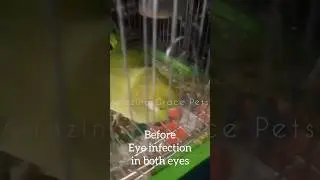 Parrot with infection in both the eyes recovery#freetreatment#ytshort#parrot#parrotcare