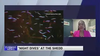 Illinois residents get free admission to the Shedd certain nights in June