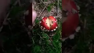 Erster Fliegenpilz zeigt sich 2022 &auml;u&szlig;erst phallusf&ouml;rmig! 😆🍄🍄 #shorts