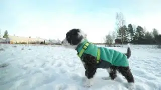 Gopro Hero5 Black 4K: Spanish Water Dog puppy Enya 10 weeks old