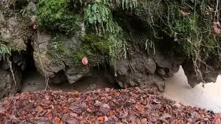 Rezervația naturală Cheile V&acirc;rghișului, Munții Perșani
