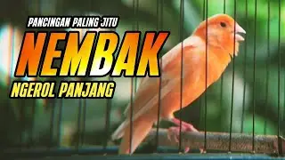 #039 KENARI GACOR PANJANG NGEREK AMPUH utk Pancingan Kenari Paud | Kenari vs Lovebird