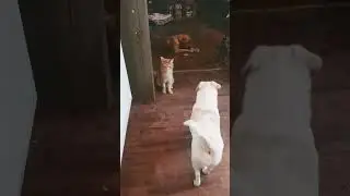 Dogs and cats , living together, m