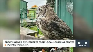 Great horned owl escapes from West Valley Outdoor Learning Center