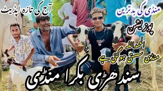 Sindhri Goat Market Latest Update 14 September 2025 | The market has become cheap
