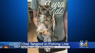 Owl Tangled In Fishing Line At Harriman Lake