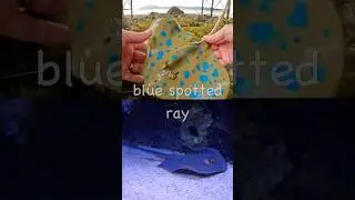 Kids Learn | Shark & Ray Names at the Rock Pool: Stingray Basking Shark Zebra Shark Saw Shark
