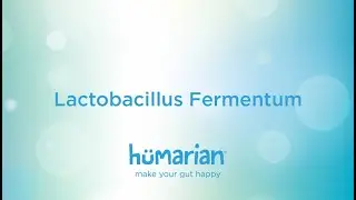 Lactobacillus Fermentum