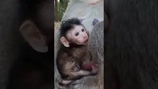 Newborn baby monkey so cutie for 2025 #shorts
