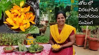 హార్వెస్ట్ చేస్కుంటు,నాకు తెలిసిన కొన్ని విషయాలు - Fragrant Golden Champaca Flowers🏵🏵🏵Terrace Garden
