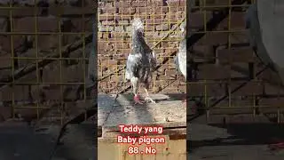 Teddy pigeon Ustad irfan Mughal Lahore