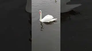 Лебедь на пруду в городе Белгород. A swan on a pond in the city of Belgorod. #swans #belgorod