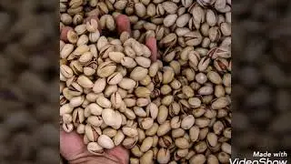 #фисташки#другиестраны#nature  HARVESTING PISTAHIOS.IRAN.PISTAZIEN ERNTEN.СБОР УРОЖАЯ ФИСТАШЕК.ИРАН.