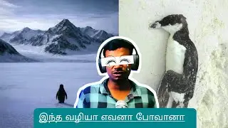 Penguin depressed WHY