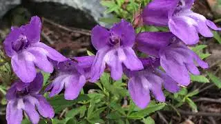 Wild Flowers of Rossland in June