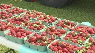 Vanceboro Strawberry Festival entertains crowd on Saturday