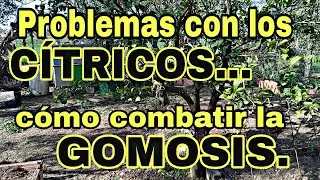 Cómo combatir la GOMOSIS en los CÍTRICOS y en los árboles frutales.