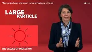 The digestive system - Mechanical and chemical transformation