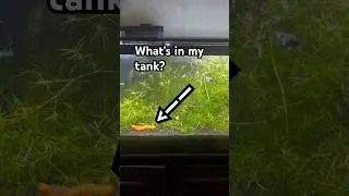 Adding a veggie into fish tank bad idea?? #aquarium #fishtank #tanklife #plantedtank #