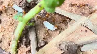 Red ants are busy transporting food​ #macronature #redants #insects #ants #008