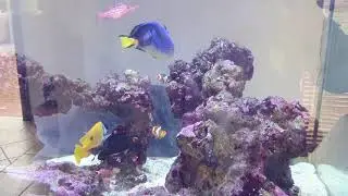 Peninsula tank fish only