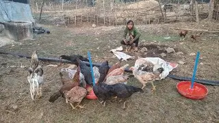 Deshi murgi farm house 🏠 videos 🐓 desi murgi village life style 