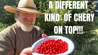 Discovering This Unique Rare Cherry: A Hidden Gem Of The Orchard
