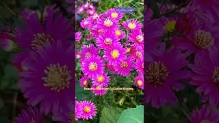 Beautiful Carmine Red Fall Aster Blooms.#flowers #garden #gardenflowers