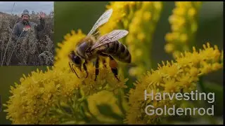 Harvesting Goldenrod in the Columbia Basin (Washington State)