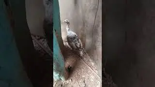 Huge White Turkey 😱😱😱#viral #shortvideo #viralvideo