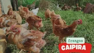 pintos caipira pesadão vermelho e pescoço pelado.