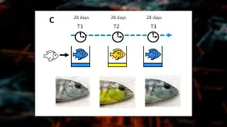 This Fish Changes Color Using Epigenetics!